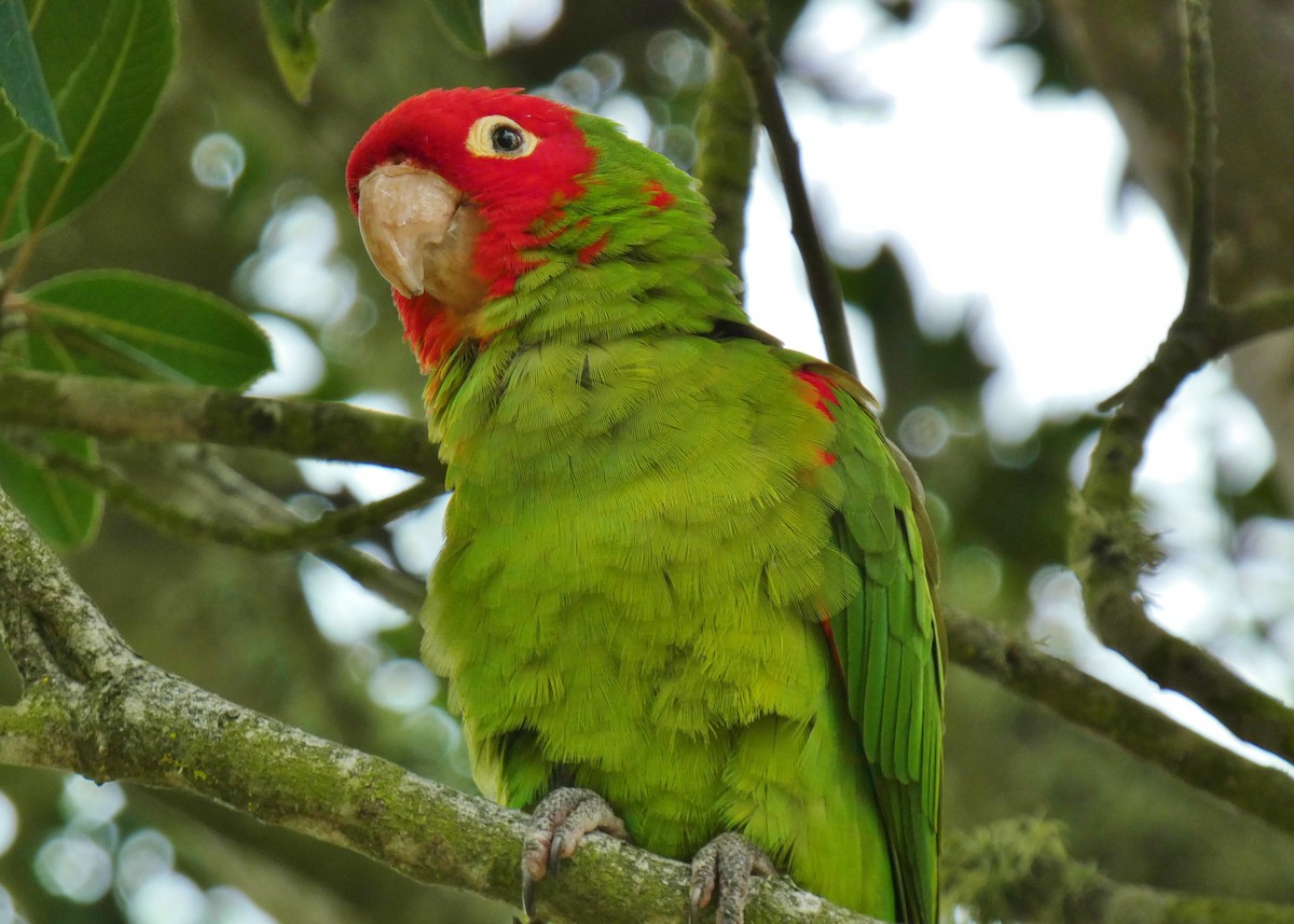 Guayaquil Papağanı - ML619685372