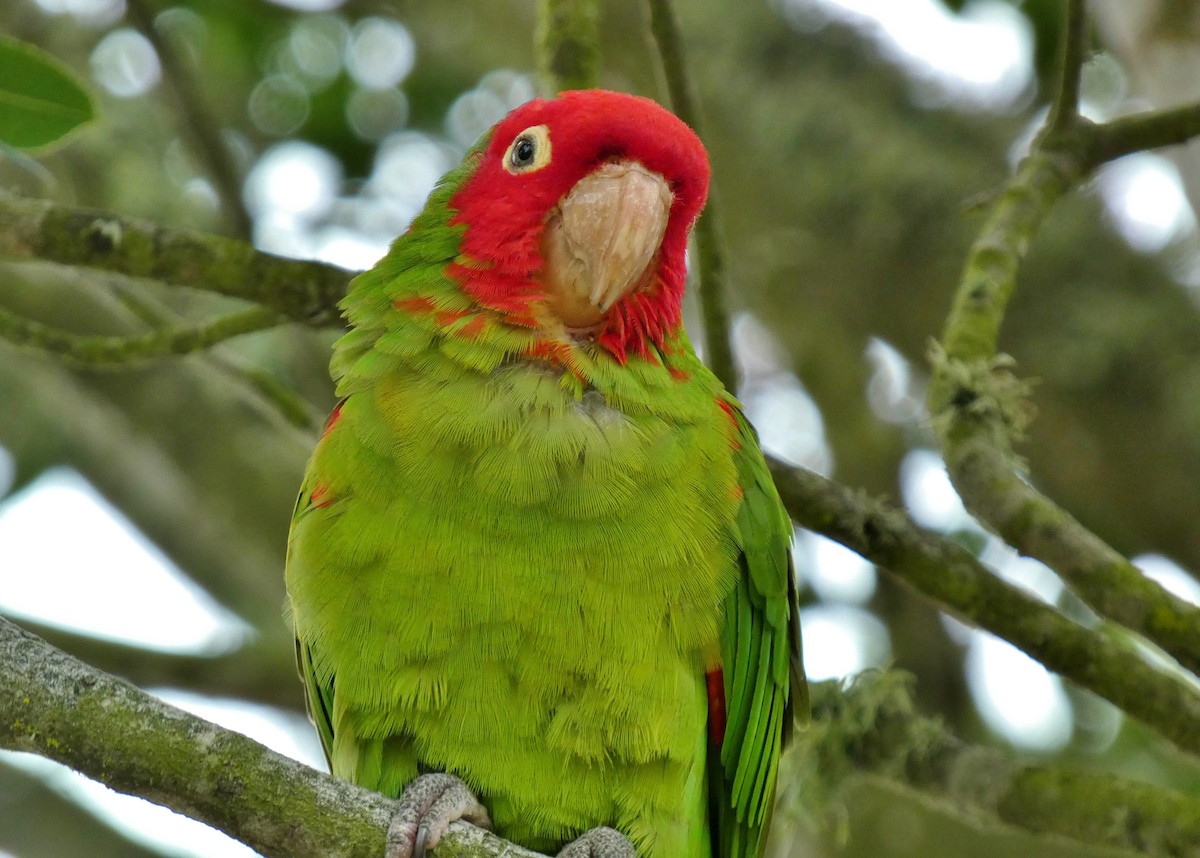 Red-masked Parakeet - ML619685375