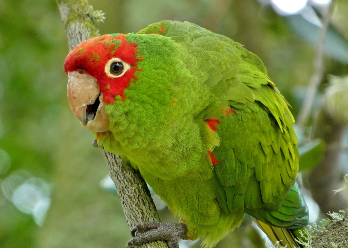 Guayaquil Papağanı - ML619685380