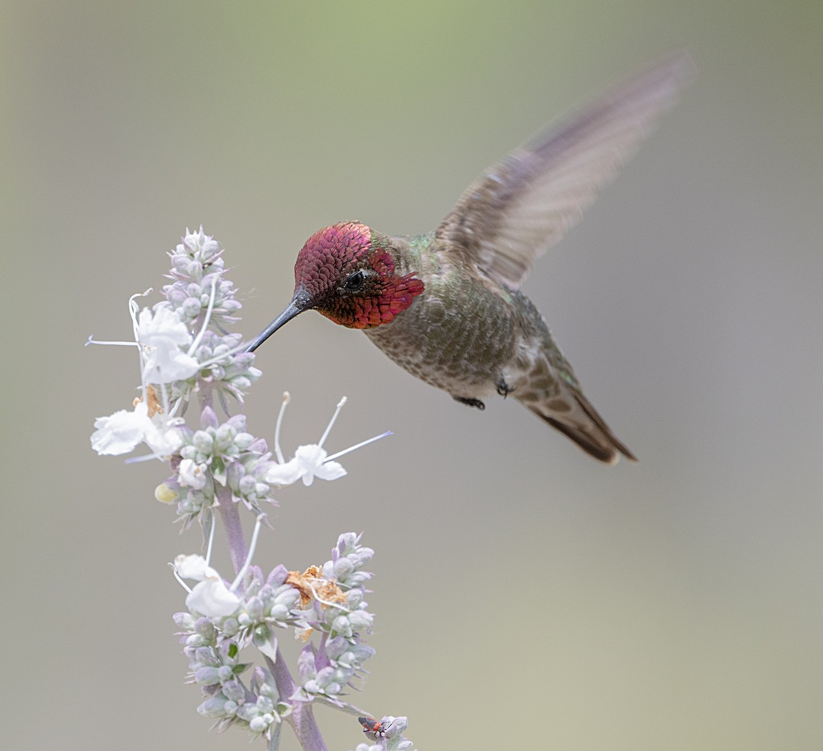 Anna's Hummingbird - ML619685387