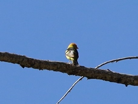 Western Tanager - ML619685407