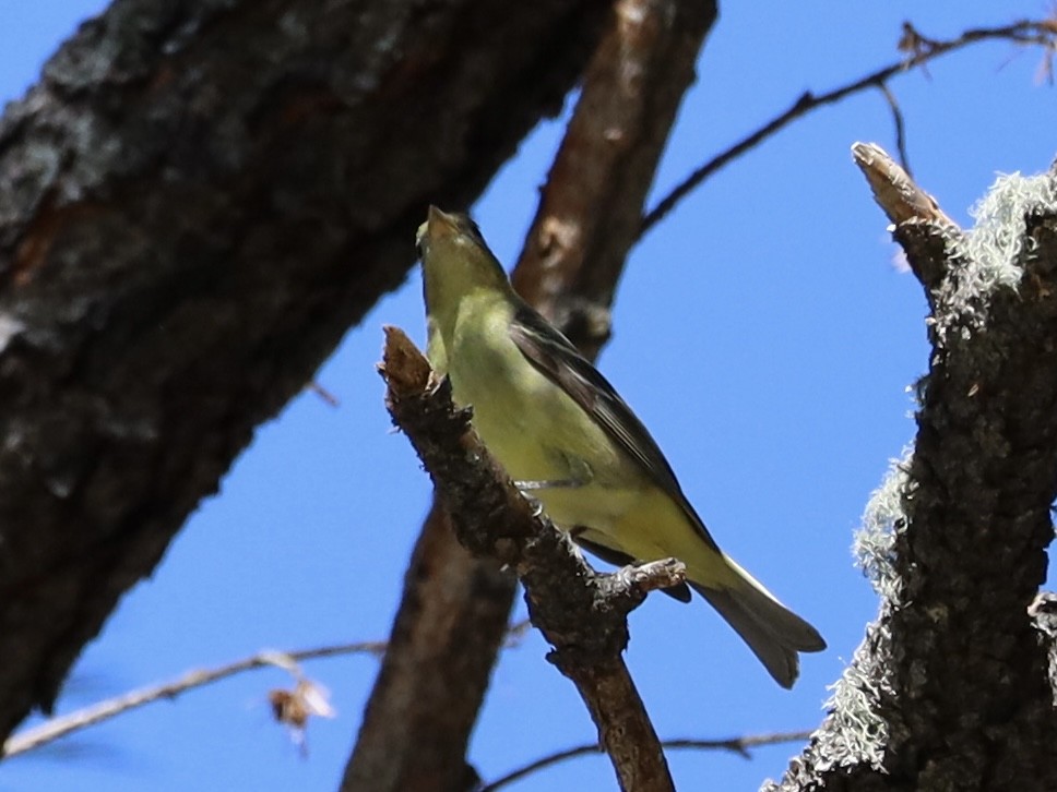 Western Tanager - ML619685408