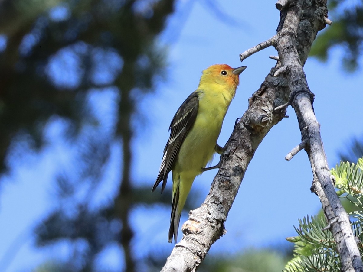 Western Tanager - ML619685409