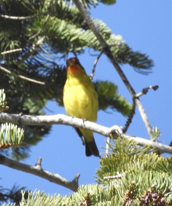 Western Tanager - ML619685410