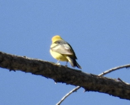 Western Tanager - ML619685411