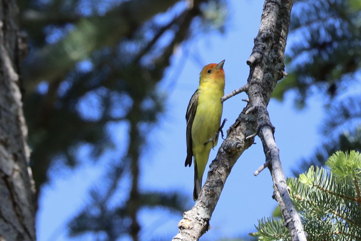 Western Tanager - ML619685412