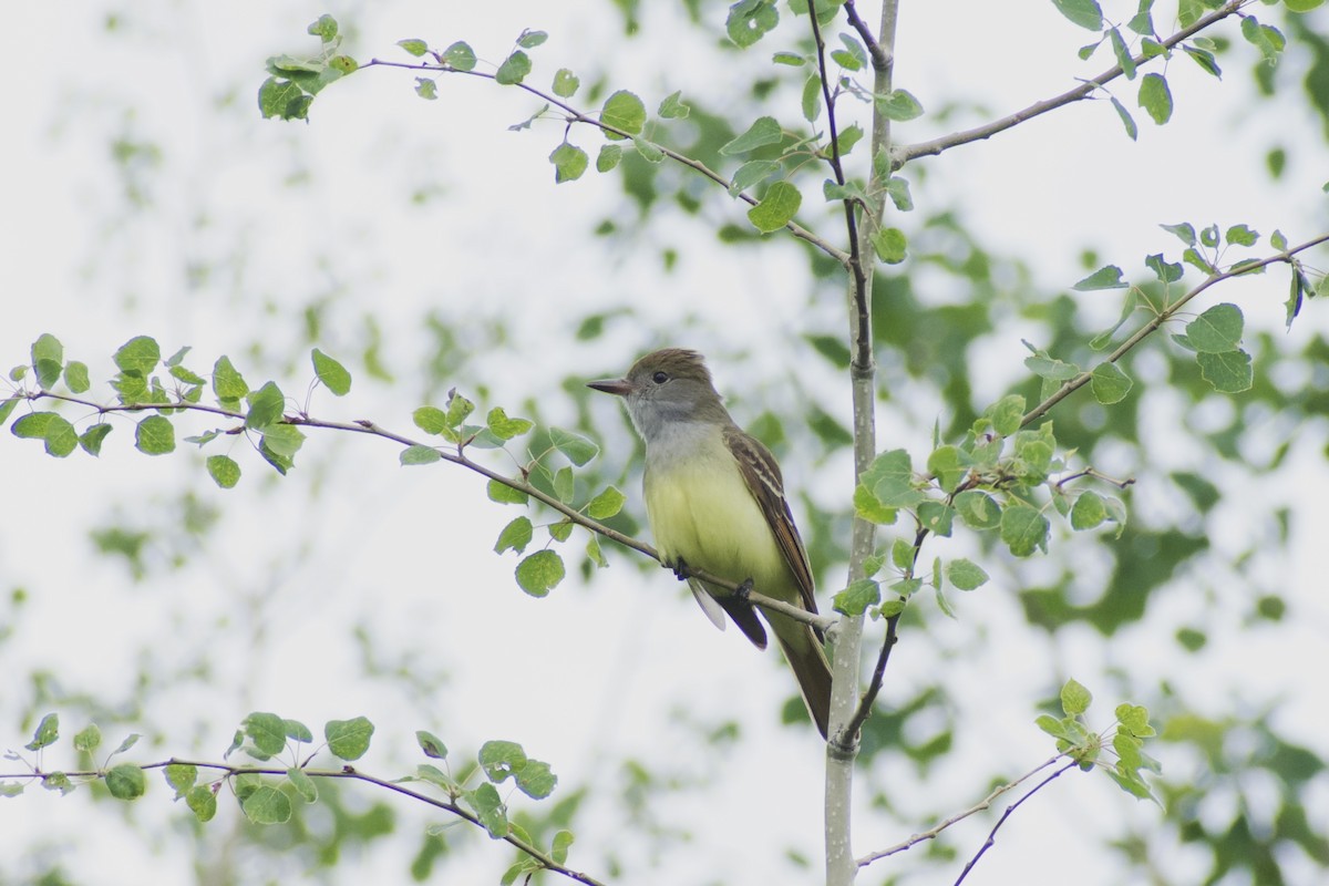 Great Crested Flycatcher - ML619685422