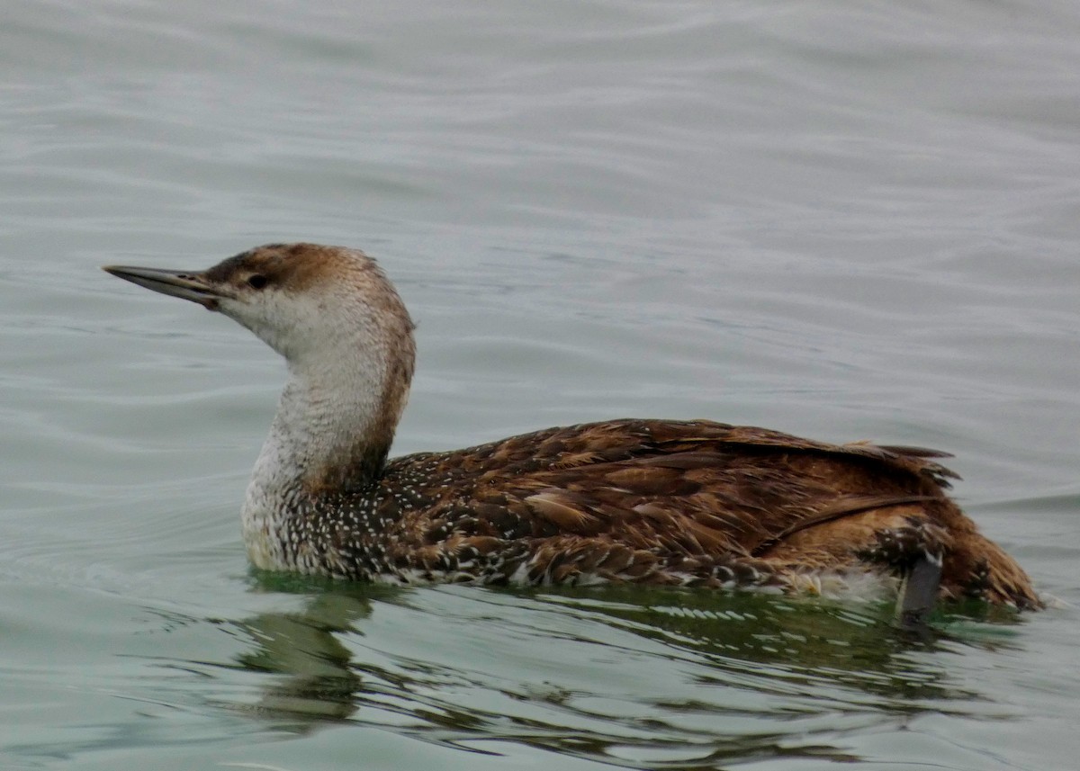 Red-throated Loon - ML619685433