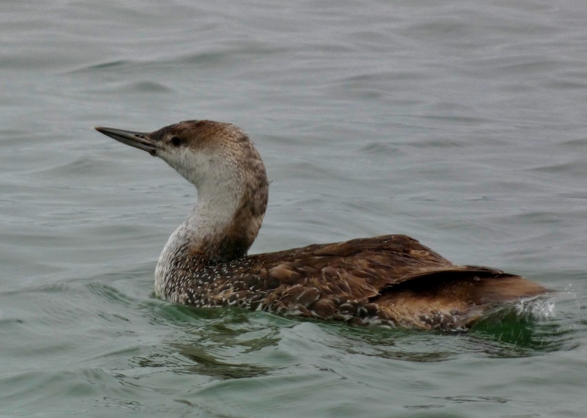 Red-throated Loon - ML619685434