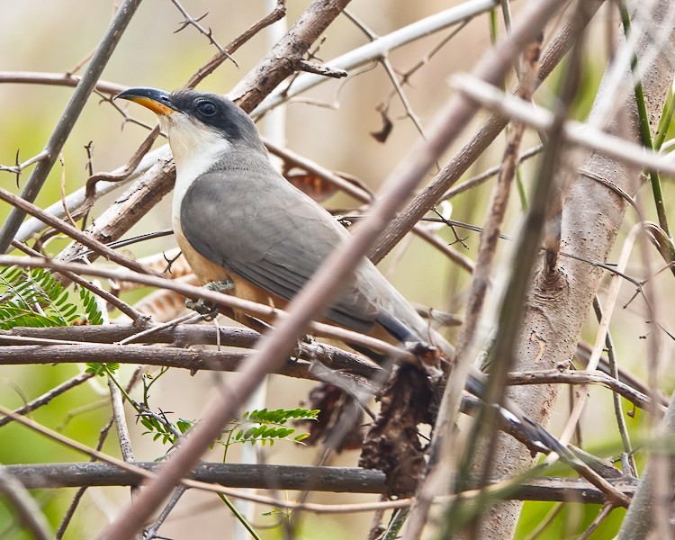Mangrove Cuckoo - ML619685499