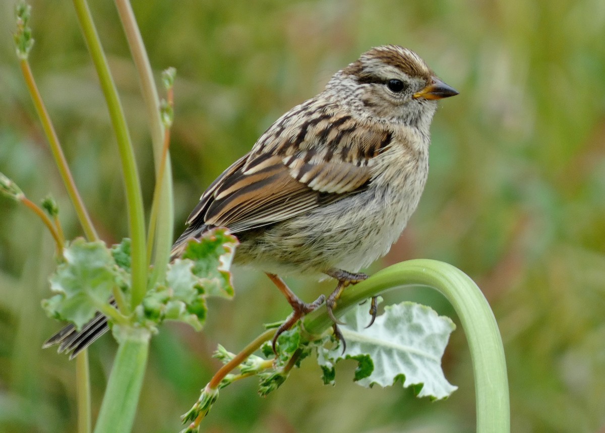 White-crowned Sparrow - ML619685519