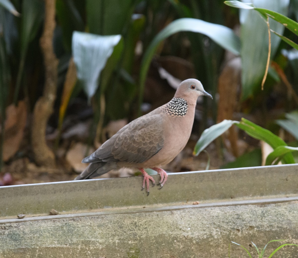 Spotted Dove - ML619685521