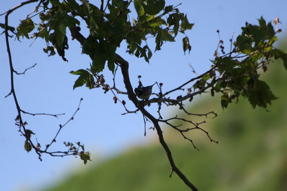 Black-throated Gray Warbler - ML619685540