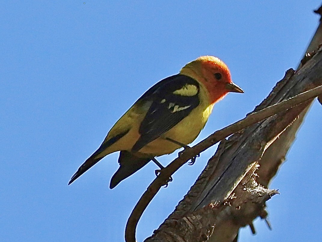 Western Tanager - ML619685541