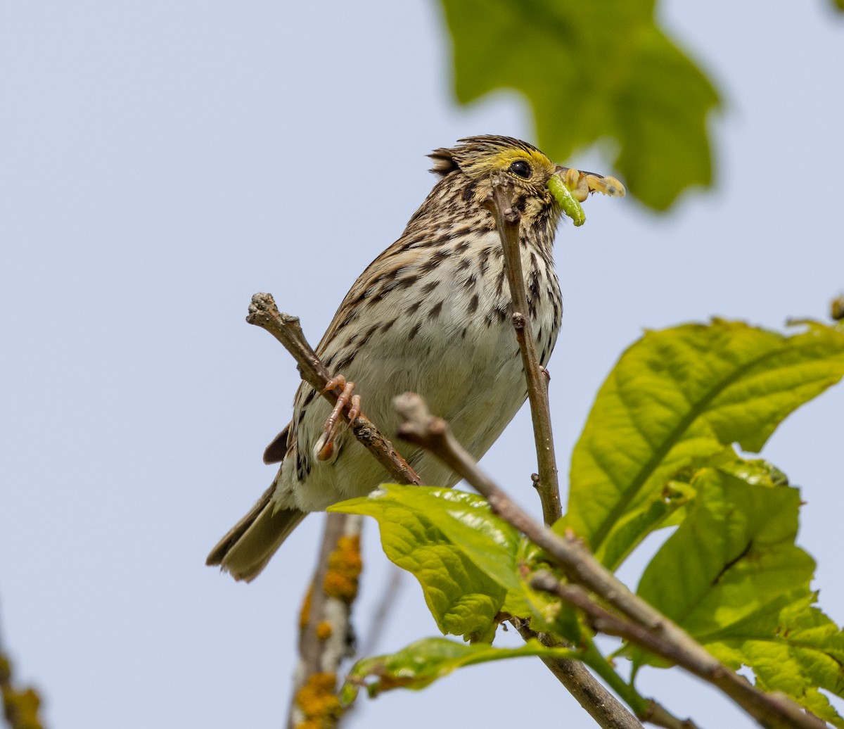 Savannah Sparrow - ML619685544