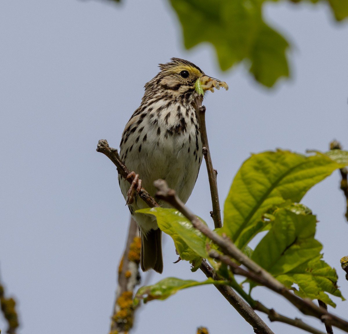 Savannah Sparrow - ML619685545