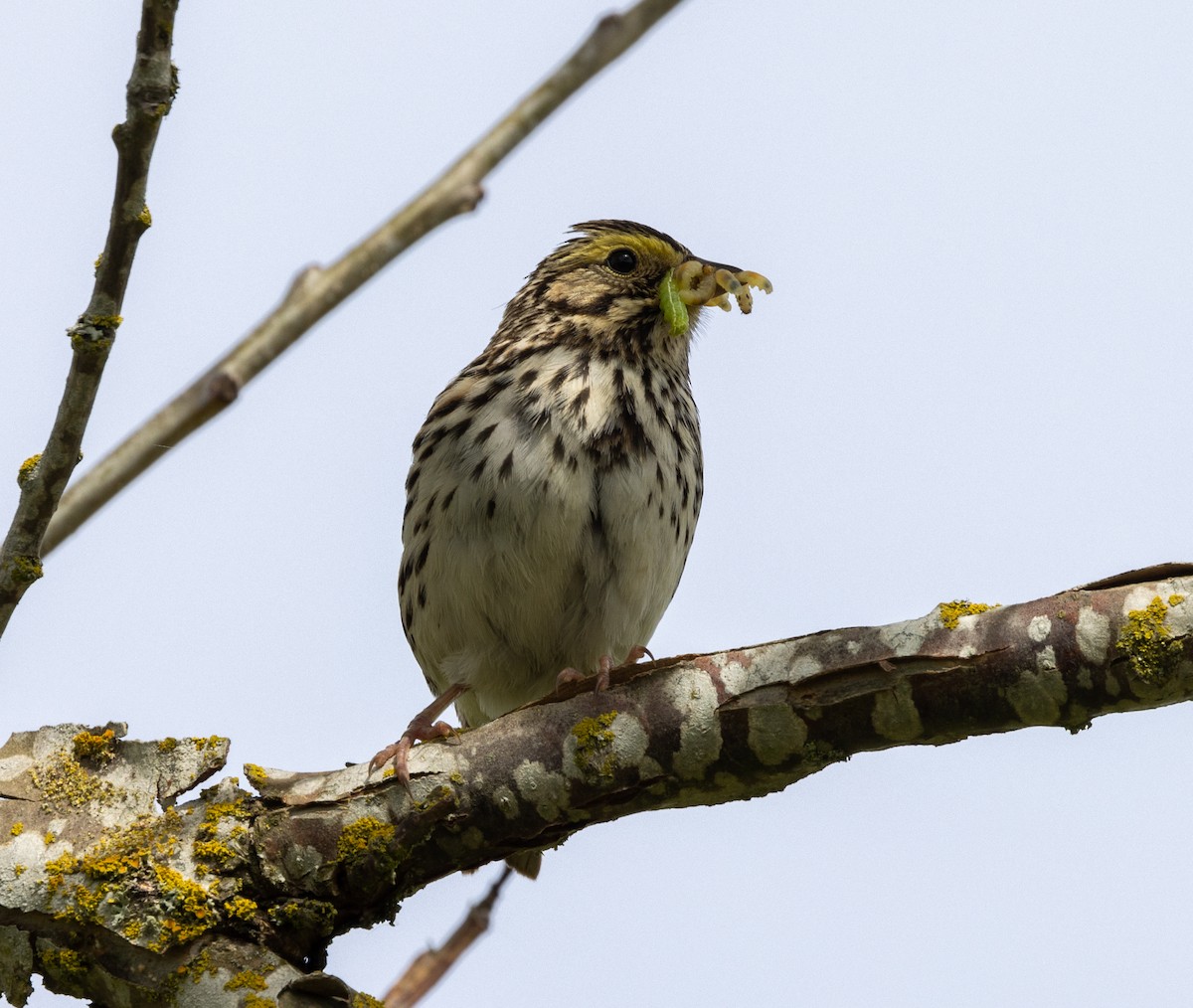 Savannah Sparrow - ML619685546