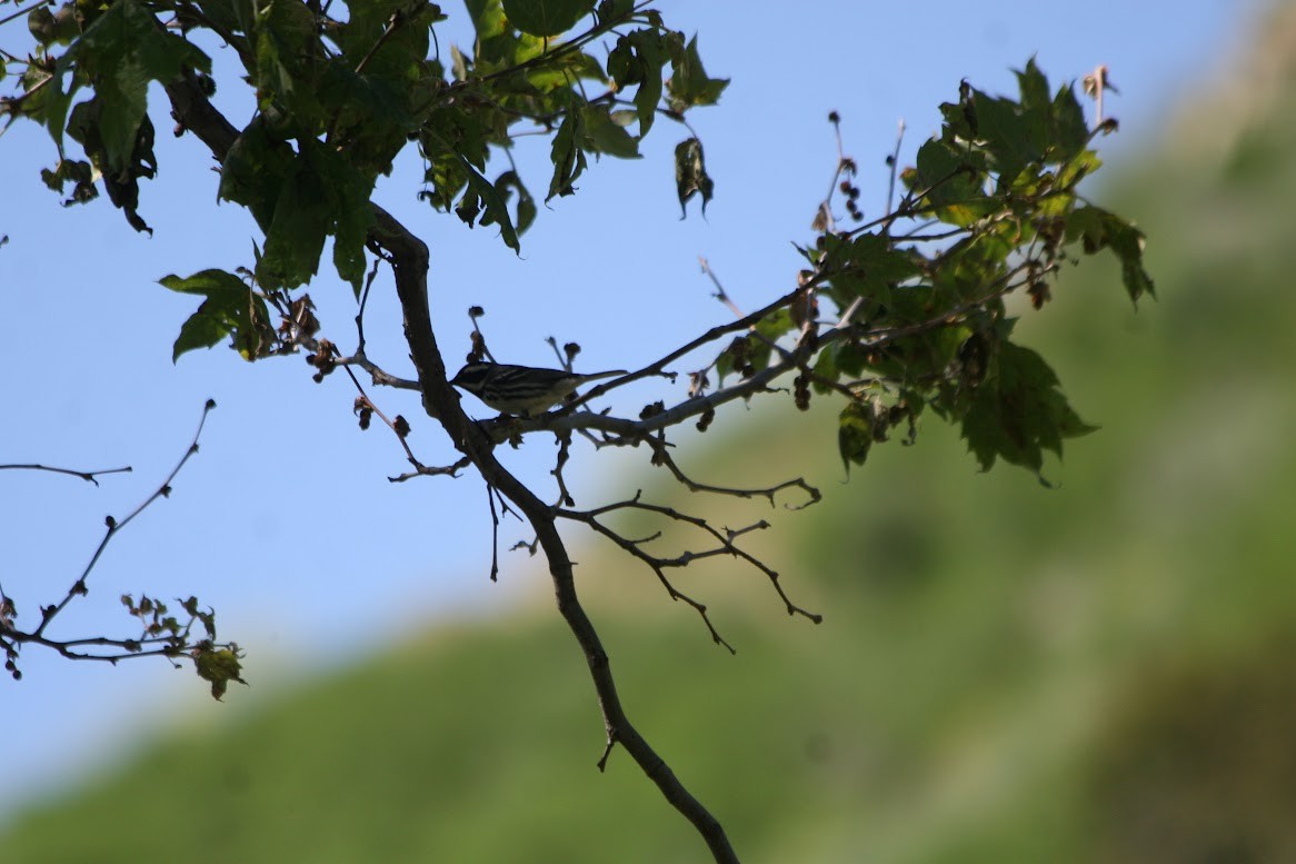 Black-throated Gray Warbler - ML619685548