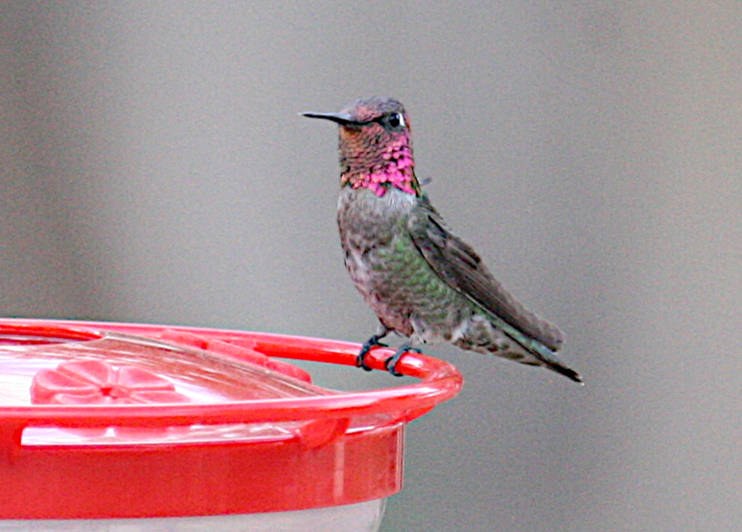 Anna's Hummingbird - ML619685558