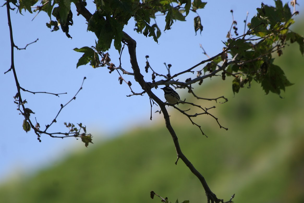 Black-throated Gray Warbler - ML619685562