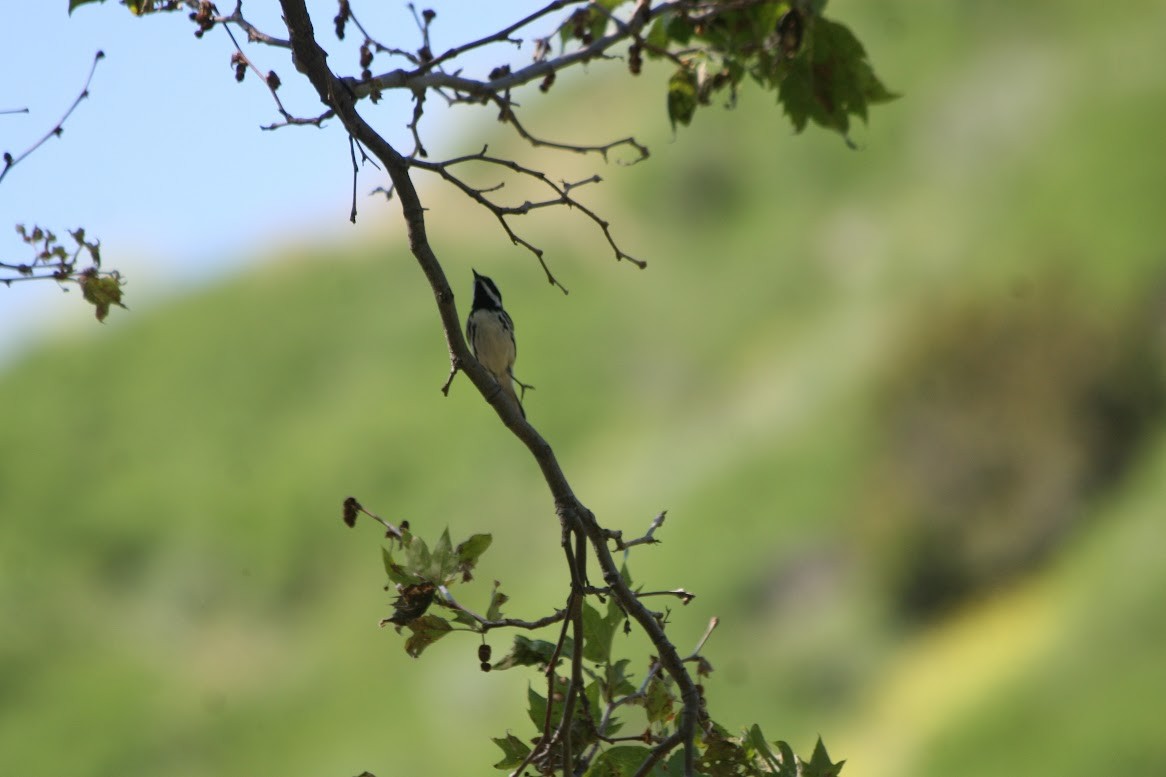 Black-throated Gray Warbler - ML619685565