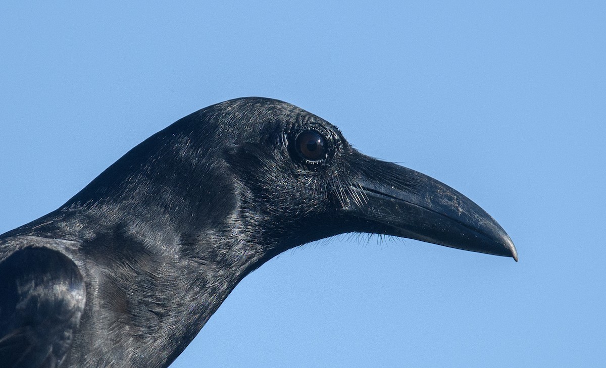 Large-billed Crow - ML619685583