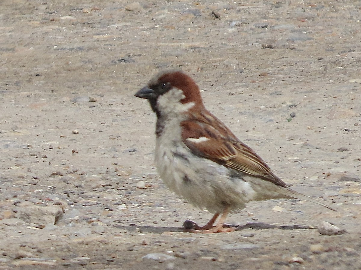 House Sparrow - ML619685591