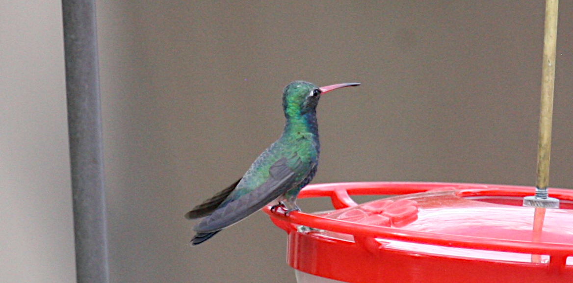 Broad-billed Hummingbird - ML619685713