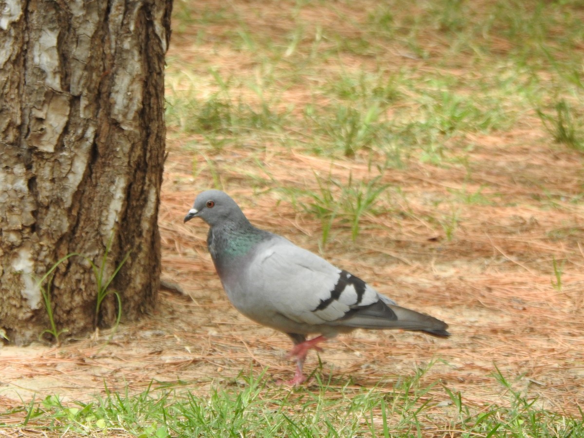Rock Pigeon (Feral Pigeon) - ML619685719