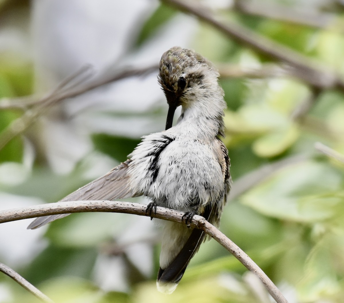 Anna's Hummingbird - ML619685747