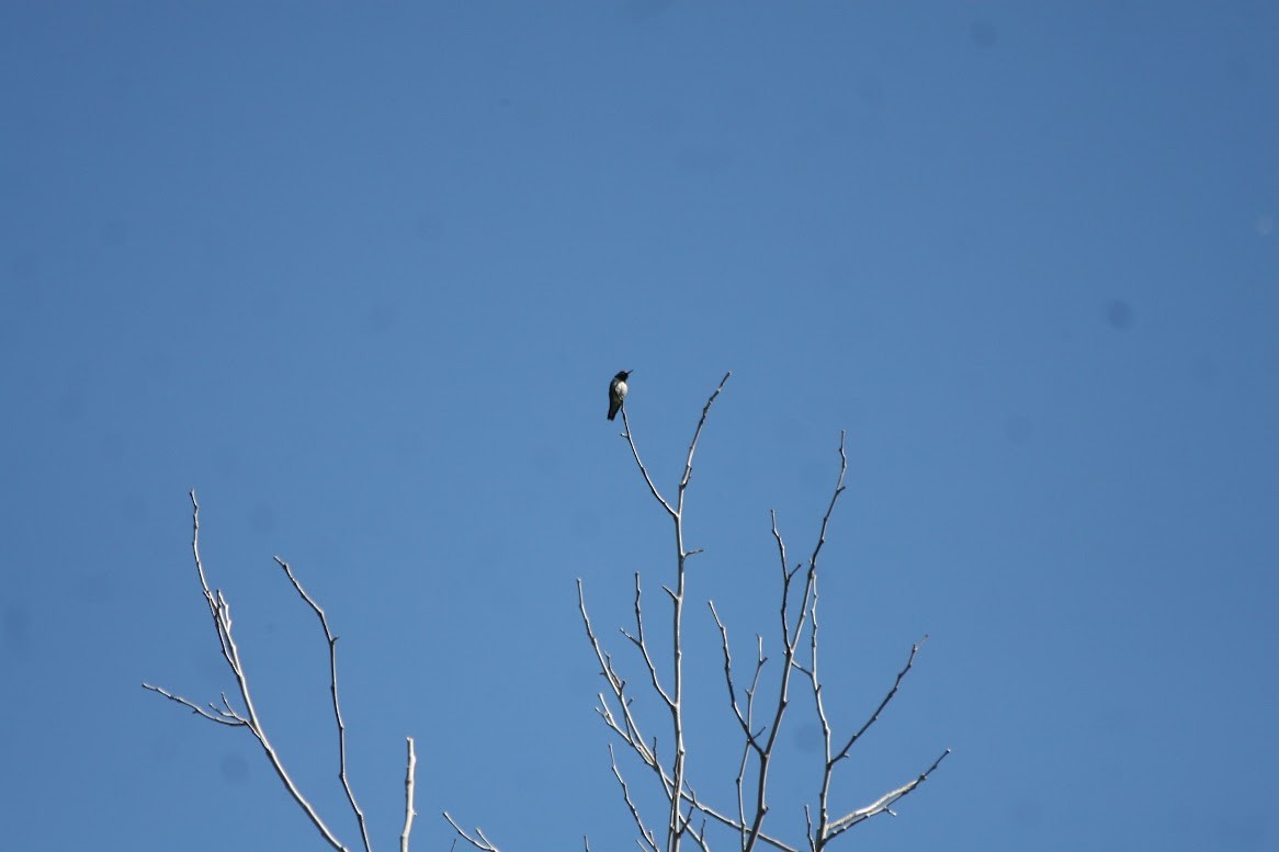 Black-chinned Hummingbird - ML619685763