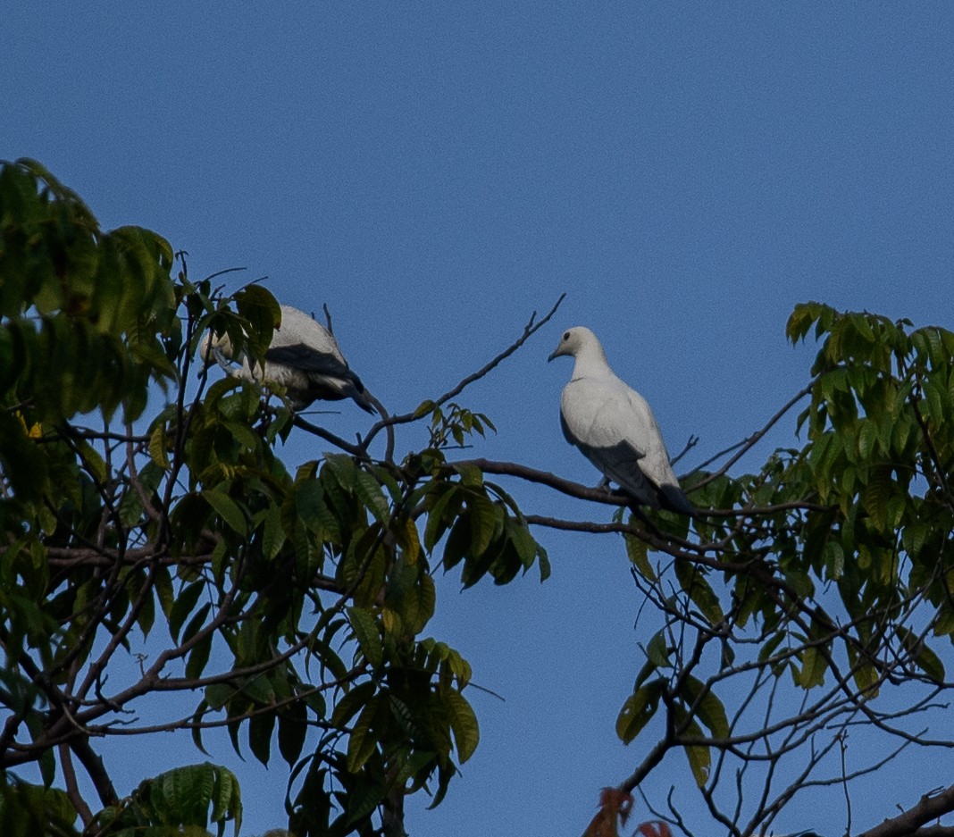 Pied Imperial-Pigeon - ML619685771
