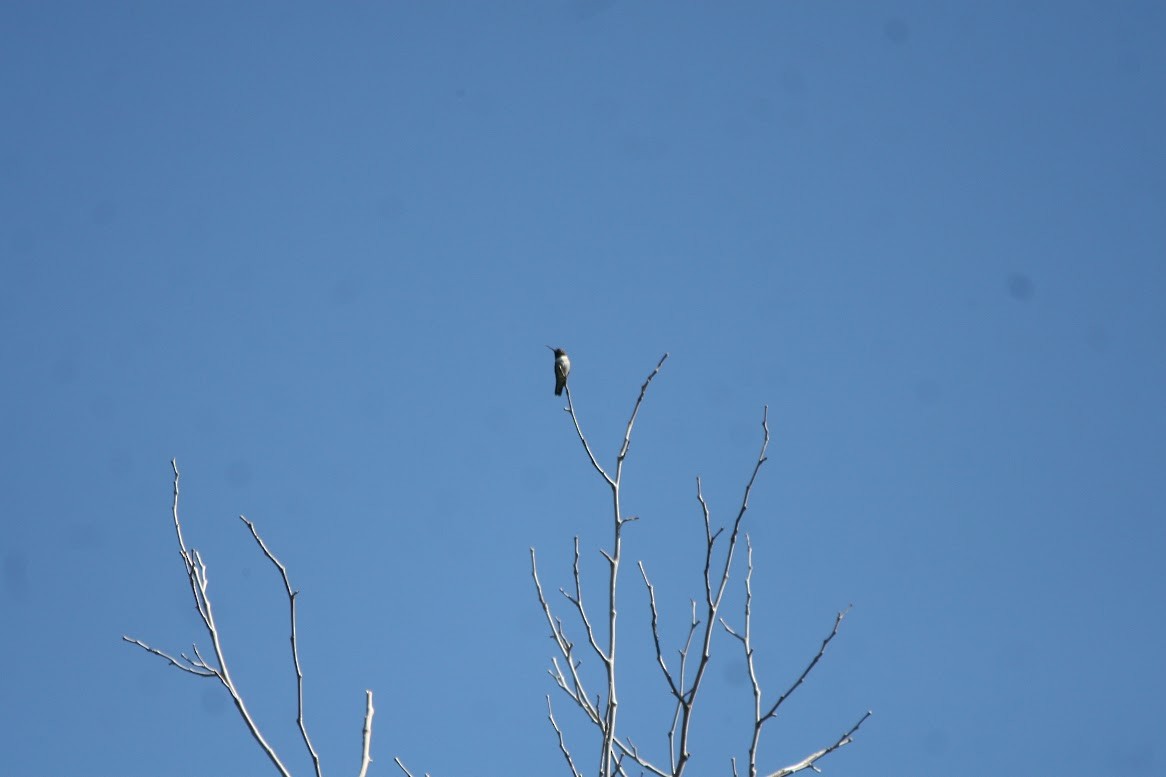Black-chinned Hummingbird - ML619685772