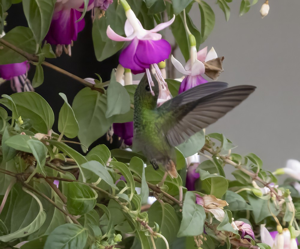 Rufous-tailed Hummingbird - ML619685777