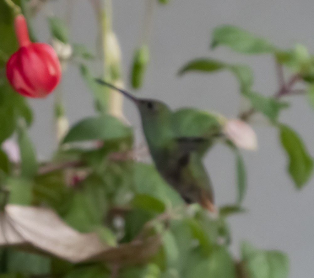 Rufous-tailed Hummingbird - ML619685779