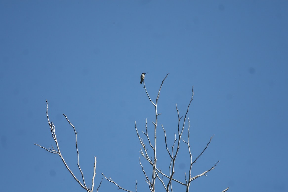 Black-chinned Hummingbird - ML619685786