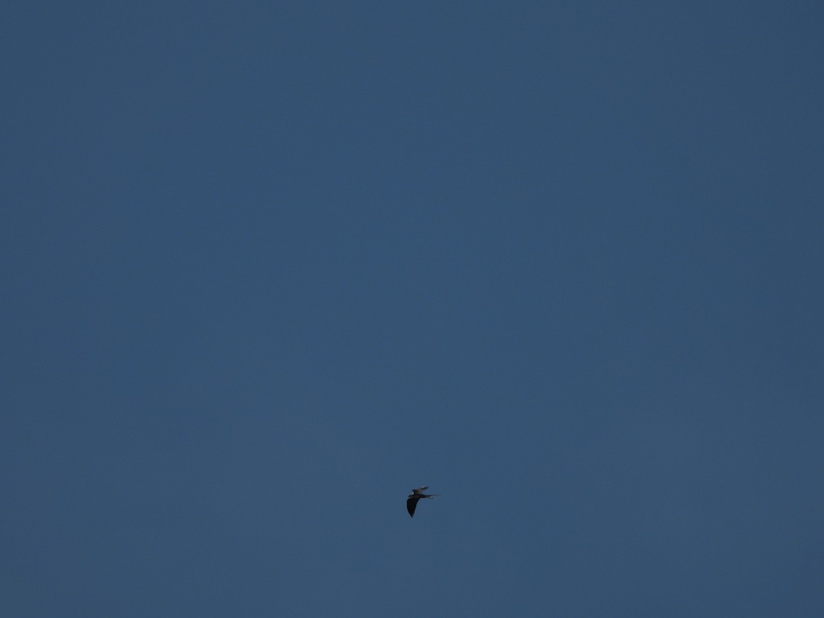 Swallow-tailed Kite - ML619685789