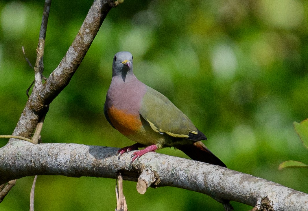 Pink-necked Green-Pigeon - ML619685790