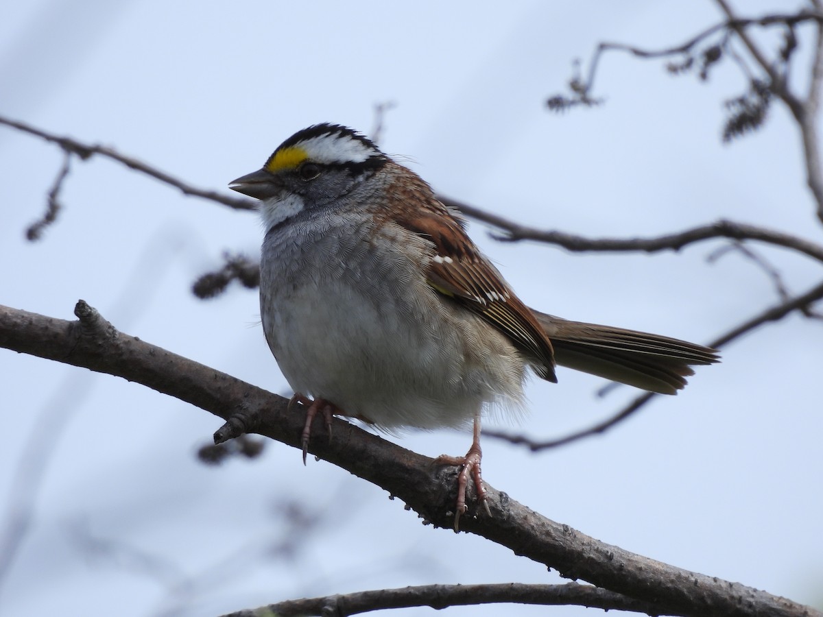 White-throated Sparrow - ML619685796
