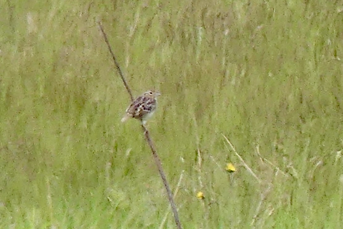 Grasshopper Sparrow - ML619685832