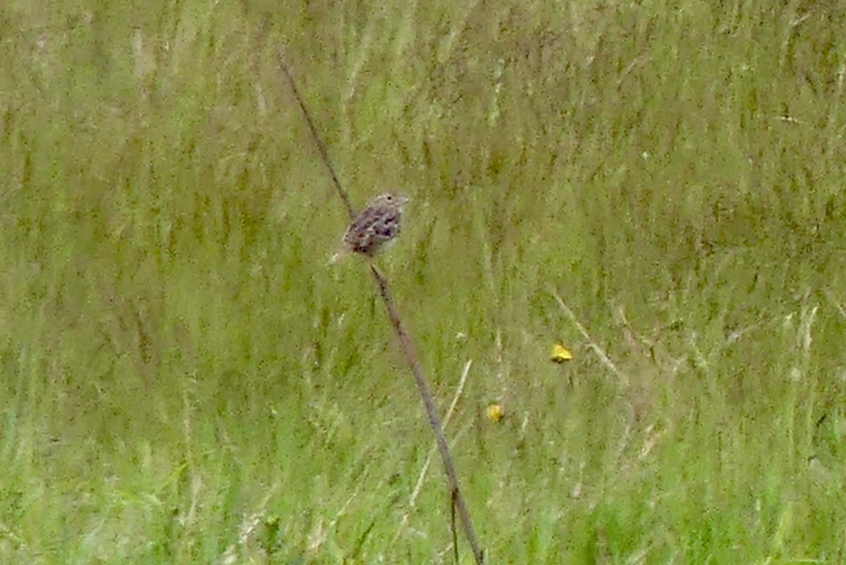 Grasshopper Sparrow - ML619685833
