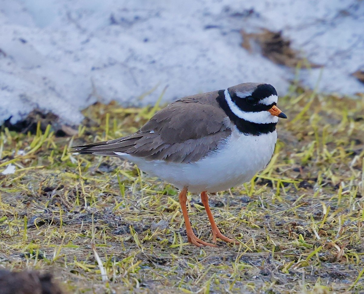 Common Ringed Plover - ML619685834