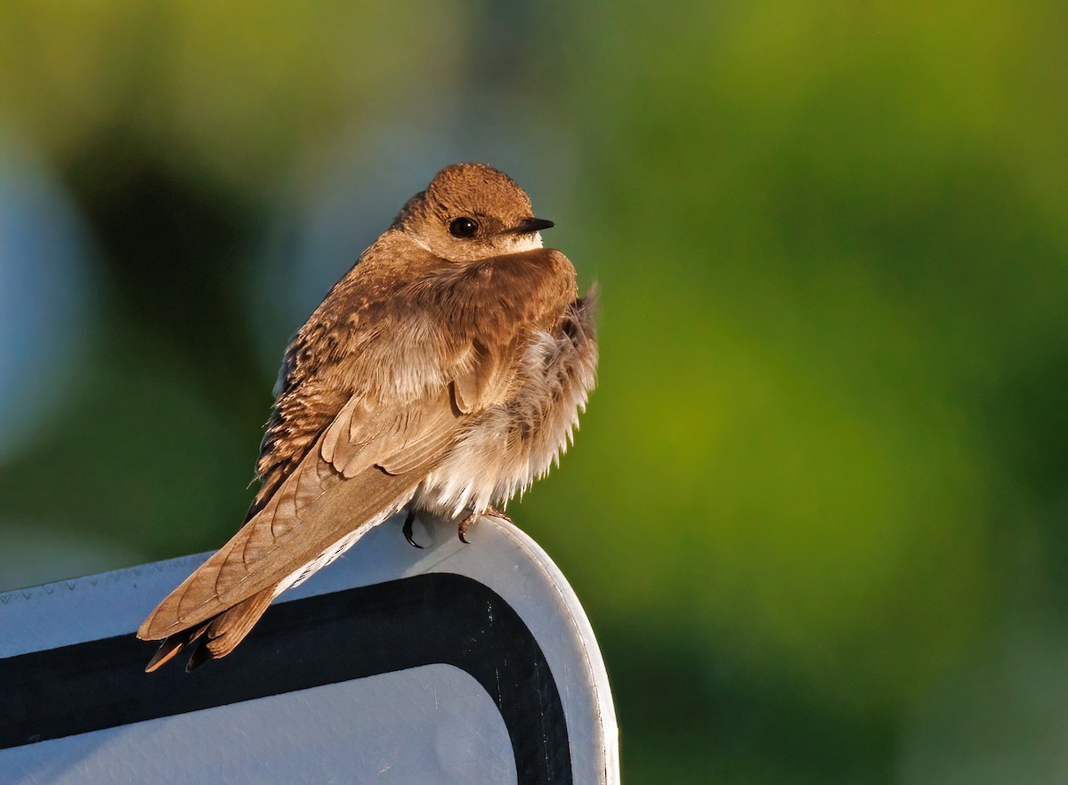 Northern Rough-winged Swallow - ML619685835