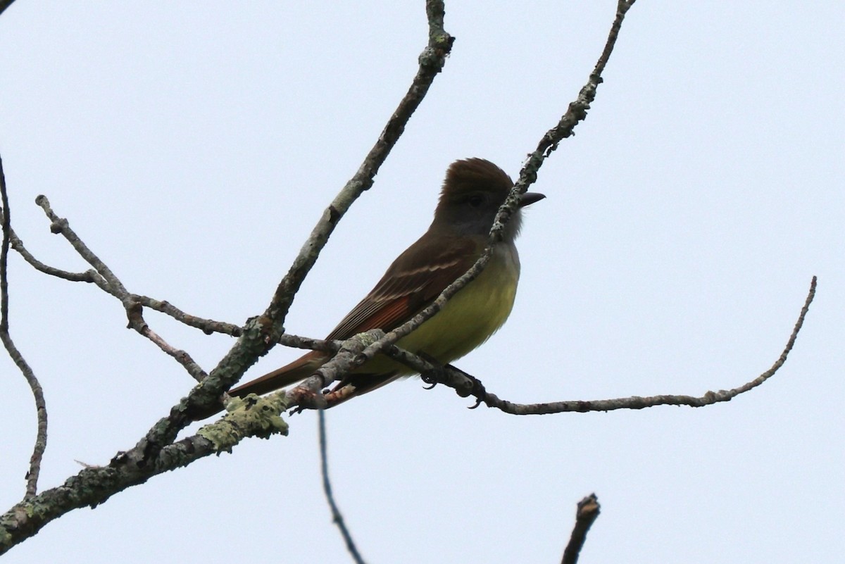 Great Crested Flycatcher - ML619685845