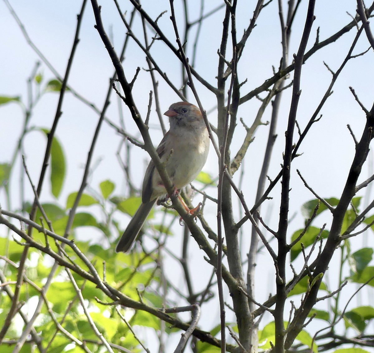 Field Sparrow - ML619685861