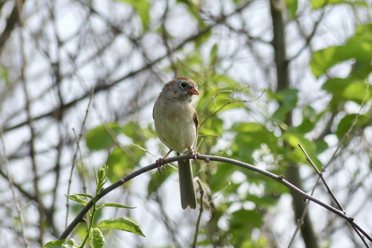Field Sparrow - ML619685862