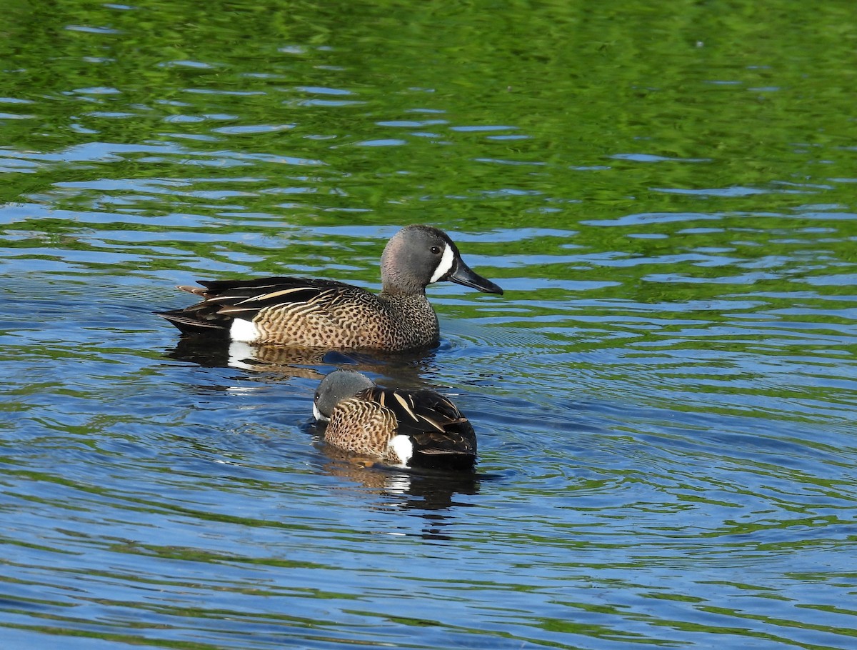 Blue-winged Teal - ML619685885