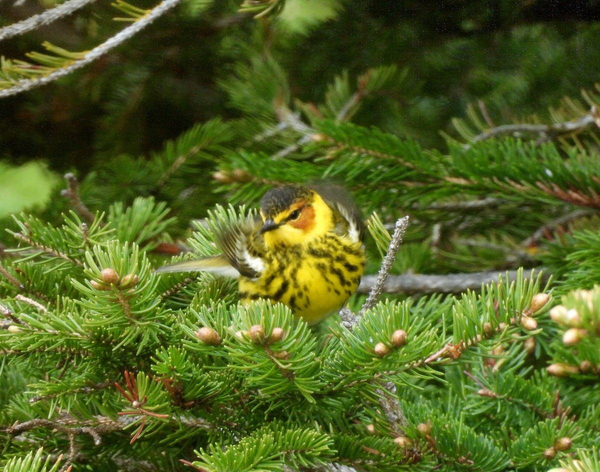 Cape May Warbler - ML619685887