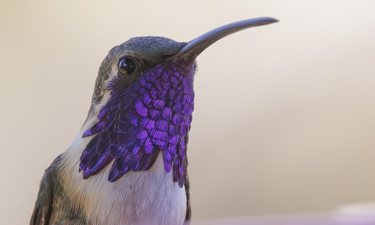 Costa's Hummingbird - ML619685906