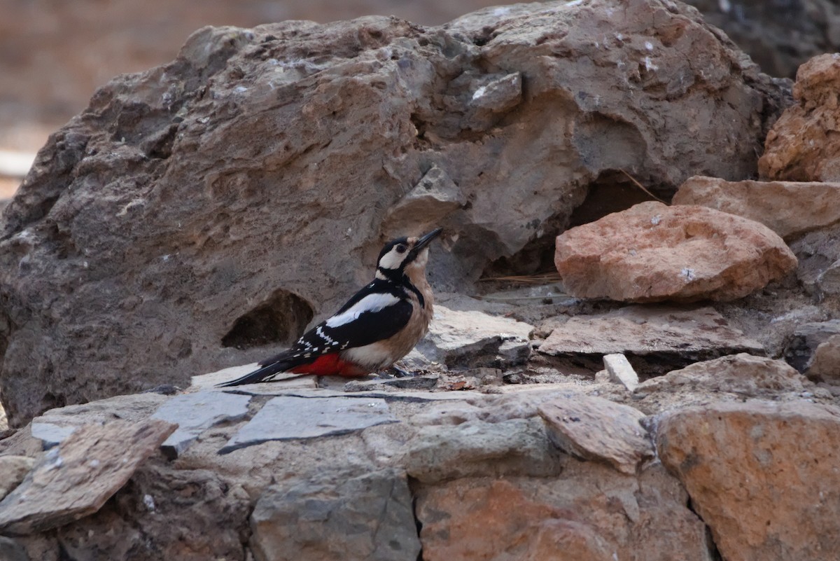 Great Spotted Woodpecker (Canarian) - ML619685956